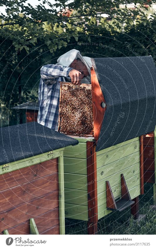 Beekeeper working in apiary Lifestyle Summer Human being Man Adults 1 45 - 60 years Nature Animal Draw Authentic Natural honey apiculture Bee-keeping Bee-keeper