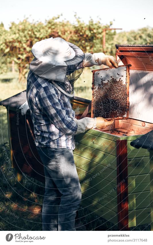 Beekeeper working in apiary Lifestyle Summer Human being Man Adults 1 45 - 60 years Environment Nature Animal Draw Authentic Natural Passion honey apiculture