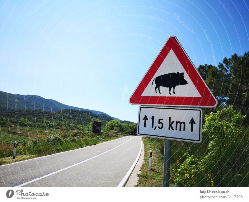 Hilde, the savage Koratia Transport Street Road sign Wild animal Wild boar 1 Animal Blue Green Red Movement Threat Idyll Tourism Logistics Lanes & trails