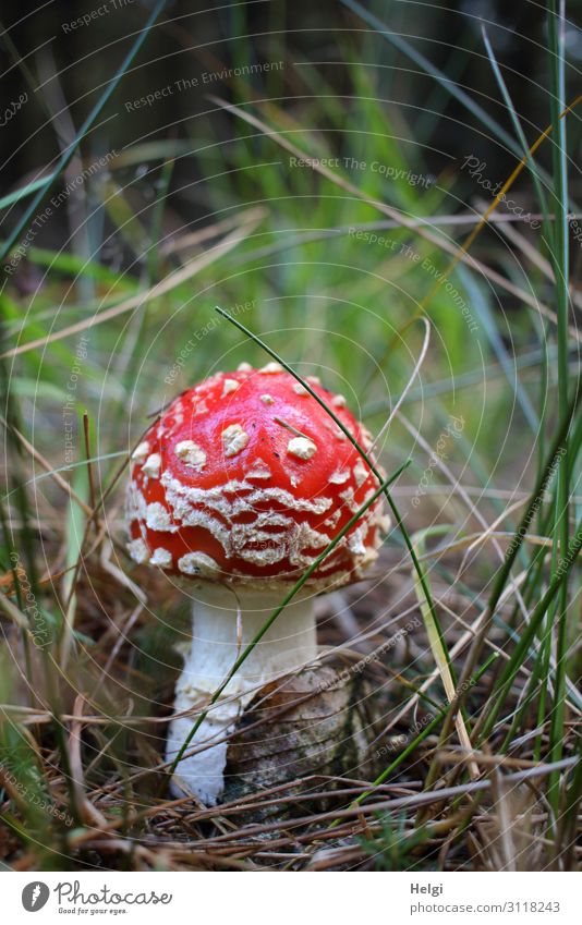 a small toadstool grows in the grass on the forest floor Environment Nature Plant Autumn Grass Forest Stand Growth Esthetic Beautiful Uniqueness Small Natural
