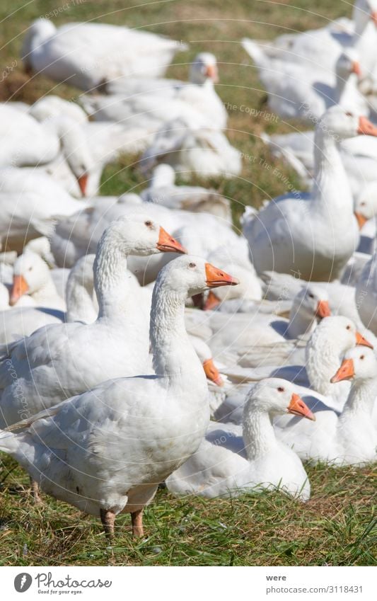 A flock of white geese in the meadow Nature Animal Group of animals Herd Free White Tradition Christmas dinner Christmas goose Martin goose animal husbandry