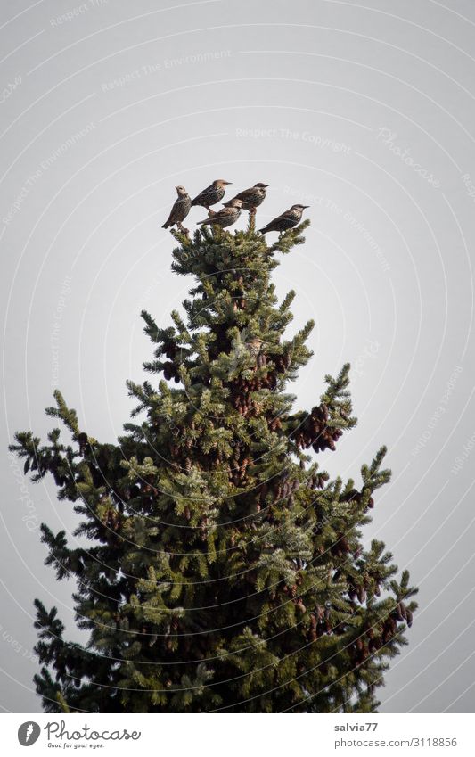 top position Environment Nature Landscape Plant Tree Fir tree Spruce Coniferous trees Park Forest Animal Bird Starling Migratory bird Group of animals Observe