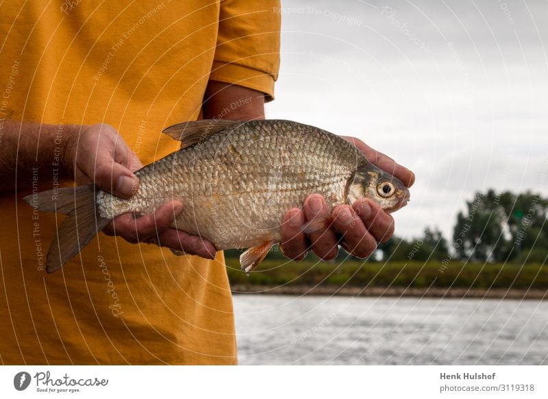 Catching bream in the river, the Netherlands Fishing (Angle) Hunting Summer Sports Human being Chest 1 45 - 60 years Adults Environment Nature Landscape Animal