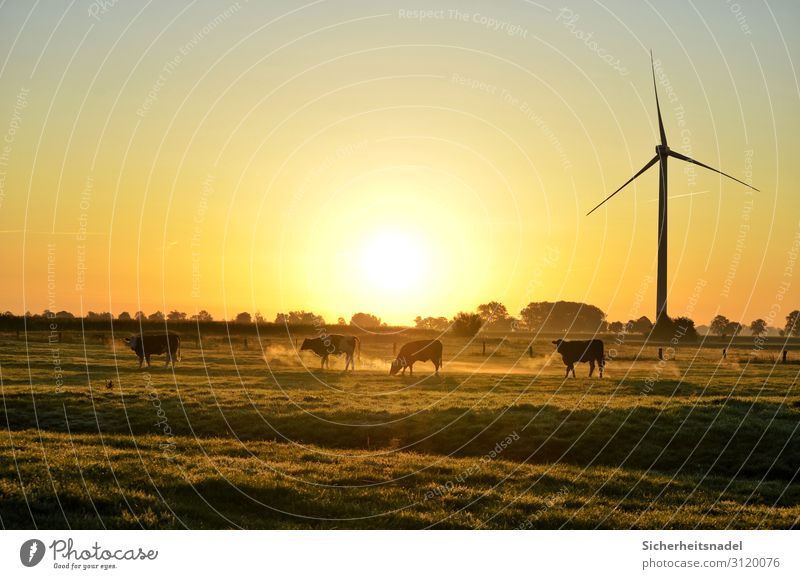 Cows at sunrise Landscape Autumn Beautiful weather Meadow Farm animal 4 Animal Herd Gold Contentment Pinwheel Colour photo Exterior shot Copy Space top Morning