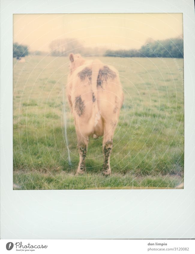 Lisa Agriculture Forestry Summer Field Animal Farm animal Cow 1 Stand Wait Sharp-edged Idyll Nature Stagnating Landscape Behind Polaroid Colour photo