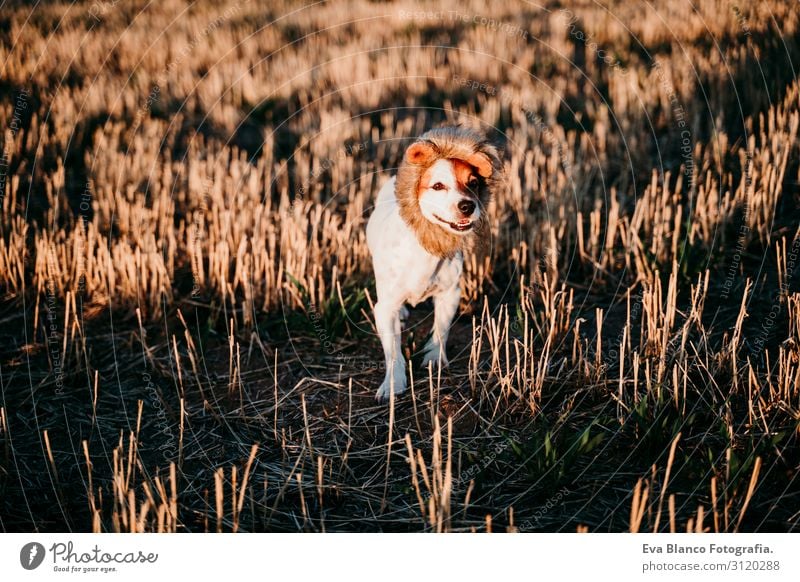 cute small jack russell terrier dog in a yellow field at sunset. Wearing a funny lion king costume on head. Pets outdoors and humor Animal toned Authentic