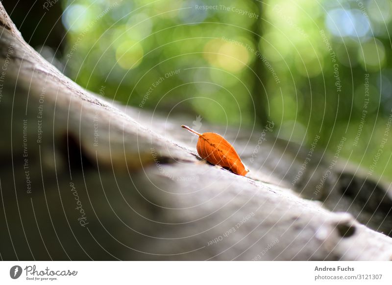 Single leaf on tree bark Leaf bokeh Forest Autumn Nature Sunlight naturally Brown Green Orange Pure Calm Colour photo Exterior shot Deserted Copy Space left