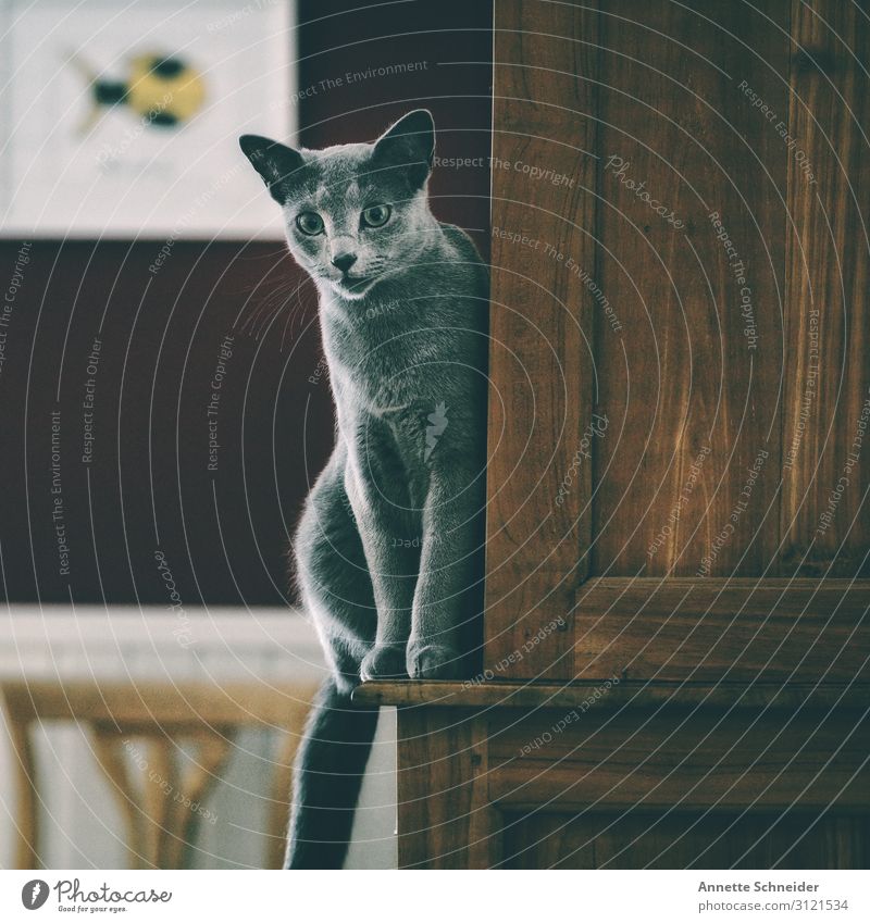 Cat balanced on cupboard Pet 1 Animal Brown Gray Red Colour photo Subdued colour Animal portrait Forward