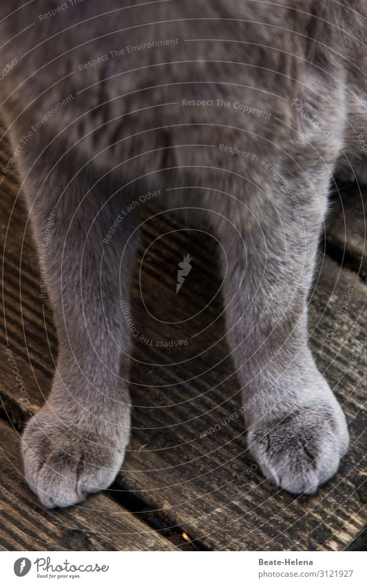 Show me your feet... gray cat's paws foot Cat paws Animal Pet Delightful Purebred Gray Groomed one Manicure already Pelt Delicate Domestic cat Cute