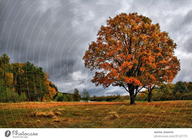 Orange autumn oaks on meadow. Golden Autumn Landscape Environment Nature Air Sky Clouds Storm clouds Climate Climate change Weather Bad weather Wind Gale Rain