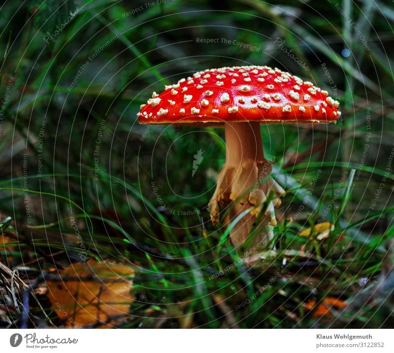 A little man stands in the woods ..... Food Environment Nature Plant Autumn Grass Mushroom Amanita mushroom Forest Growth Exotic Green Red White Poison