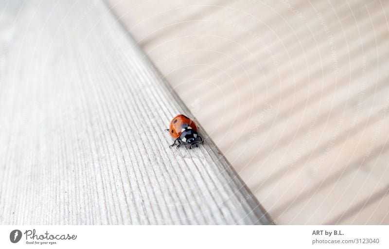 way Animal Beetle 1 Line Stripe Discover Crawl Walking Gray Red Black White Hope Idyll Inspiration Mobility Survive Environment Environmental protection