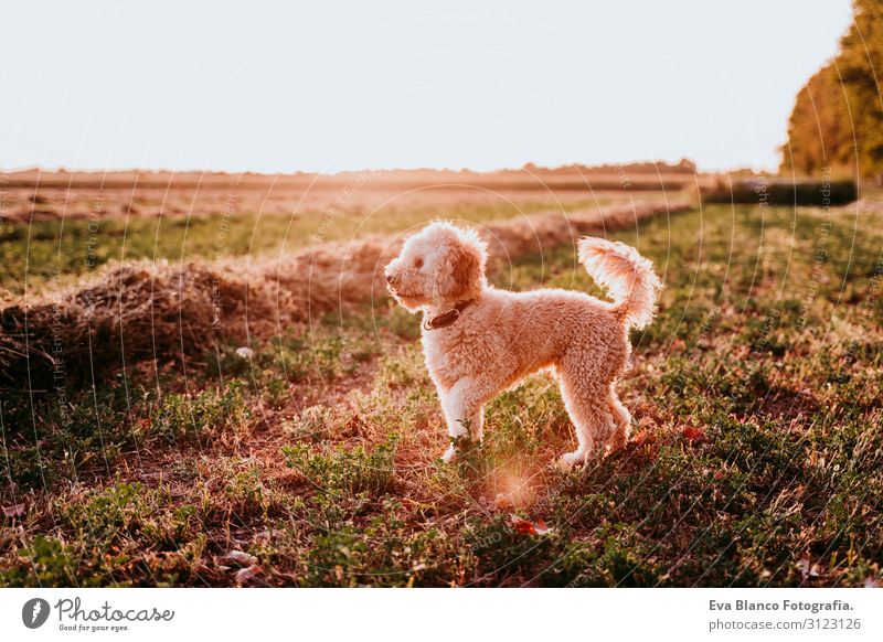 cute brown toy poodle dog standing at sunset by countryside. Fun, sports and pets outdoors Youth (Young adults) Woman Sunset Field Hat Lifestyle Easygoing