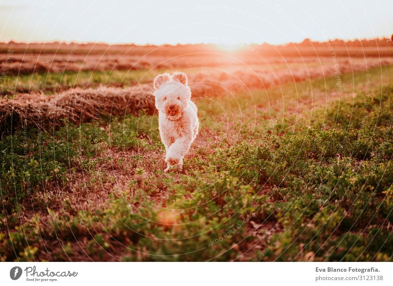 cute brown toy poodle dog running at sunset by countryside. Fun, sports and pets outdoors Youth (Young adults) Woman Sunset Field Hat Lifestyle Easygoing