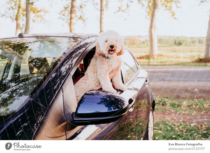 young caucasian woman with her poodle dog in a car. Travel concept. Lifestyle and pets Youth (Young adults) Woman Sunset Field Easygoing Back-light Cute