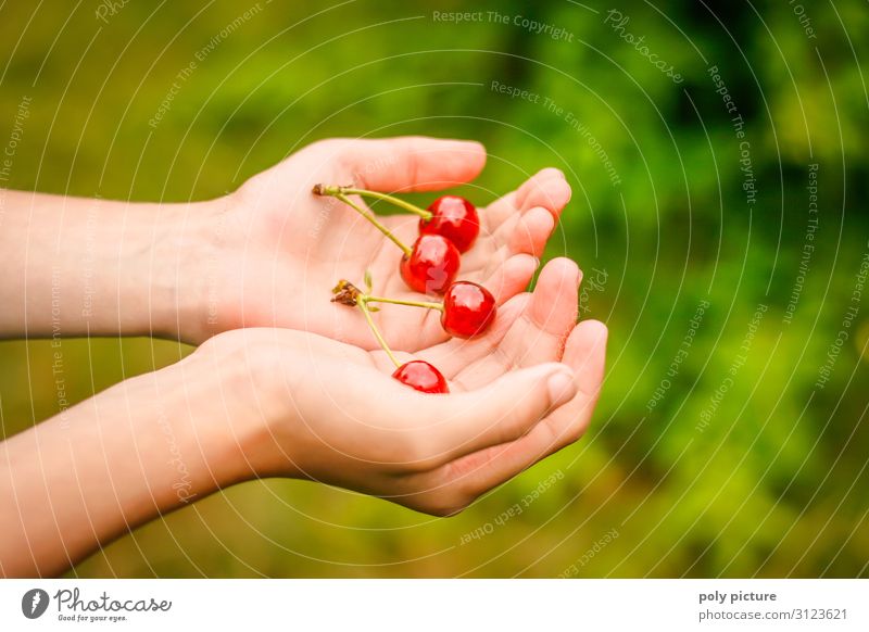 two hands holding 2 freshly picked pairs of cherries Green Agricultural crop Nature Summer's day self-sufficiency Fruit trees Germany Garden plot Hand Blur