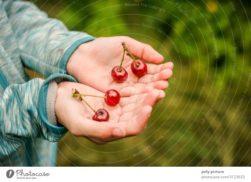 two hands holding 2 pairs of freshly picked cherries Green Agricultural crop Nature Summer's day self-sufficiency Fruit trees Germany Garden plot Hand Blur