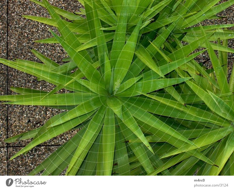 palm Palm tree Rain Nature.