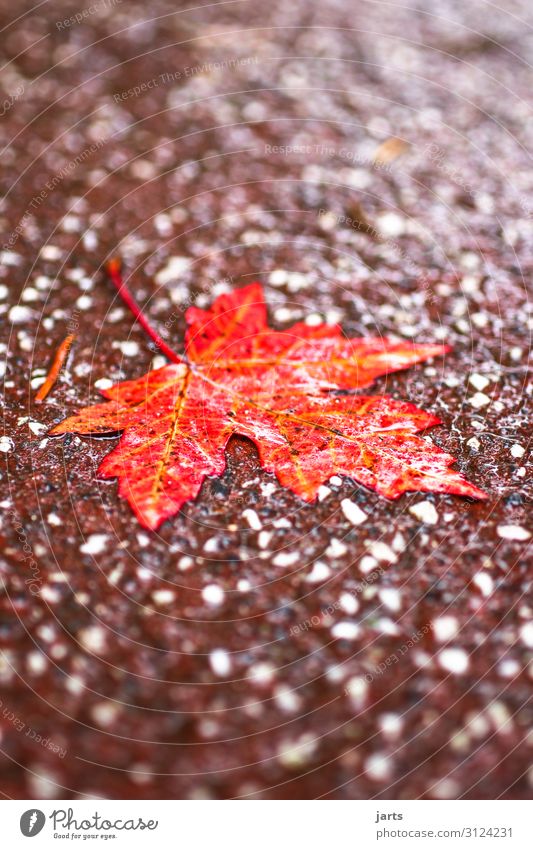 rainy weather Autumn Bad weather Rain Leaf Park Lanes & trails Lie Wet Natural Red Nature Colour photo Subdued colour Exterior shot Close-up Deserted