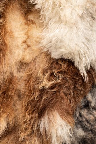 fur Pelt peel tan Sheep Wool Close-up Detail Macro (Extreme close-up) Tanner Natural Ecological Organic farming