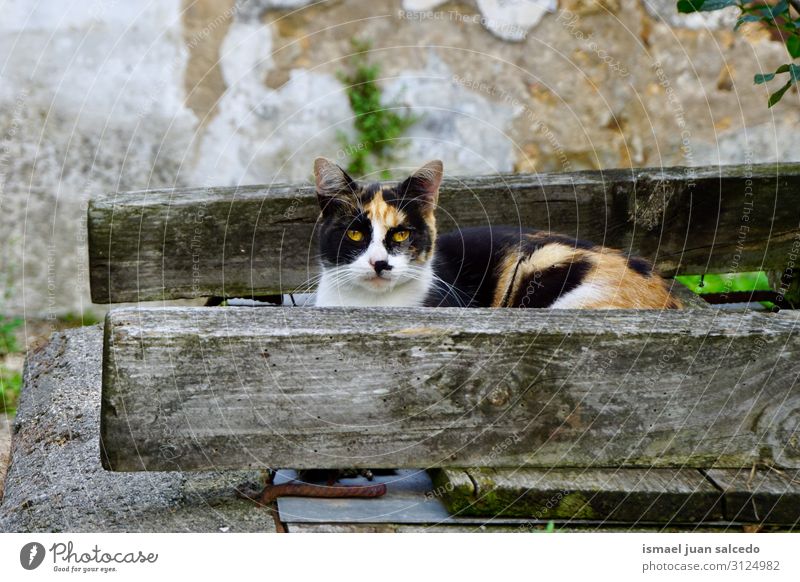 beautiful stray cat looking at the camera Cat Pet Kitten Street Whiskers Portrait photograph Animal Head Eyes Ear Hair Neutral Background Nature Cute