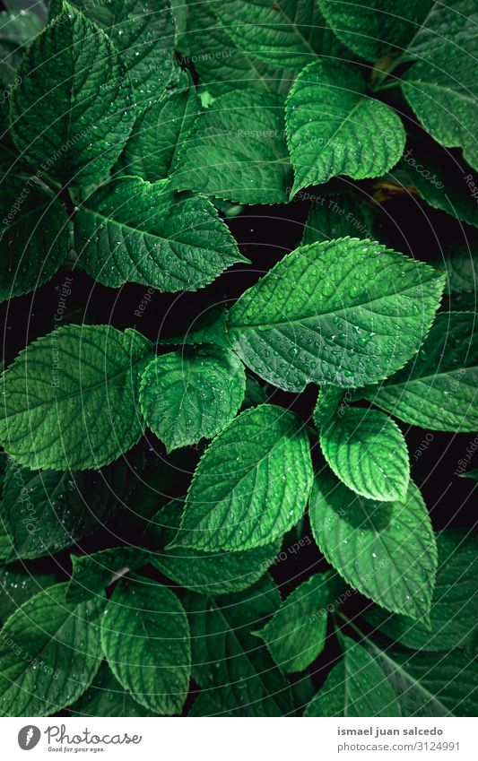 green plant leaves textured in the nature Plant Leaf Green Garden Floral Nature Natural Decoration Abstract Consistency Fresh Exterior shot Neutral Background