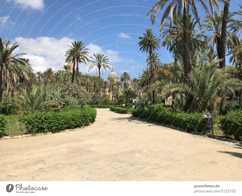 Park in Palermo, Sicily, Italy Vacation & Travel Tourism Trip Sightseeing City trip Summer Summer vacation Sun Environment Nature Plant Beautiful Blue Green