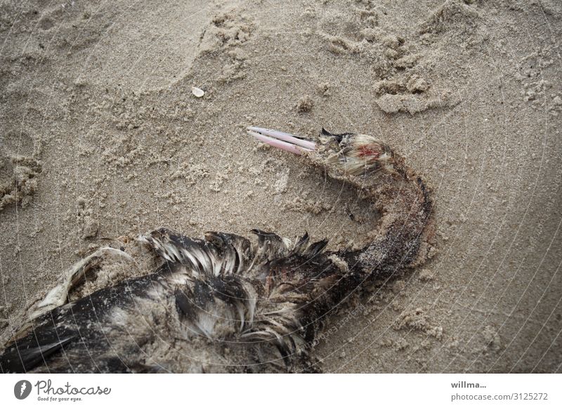 Dead bird on beach Bird dead Crested grebe cadaverous Death waterfowl diving bird Grebes Sand Beach Baltic coast bird protection