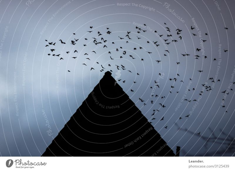 bird migration House (Residential Structure) Roof Flying Sadness Concern Grief Bird's-eye view Flock of birds Line of birds Climate change Dark Creepy