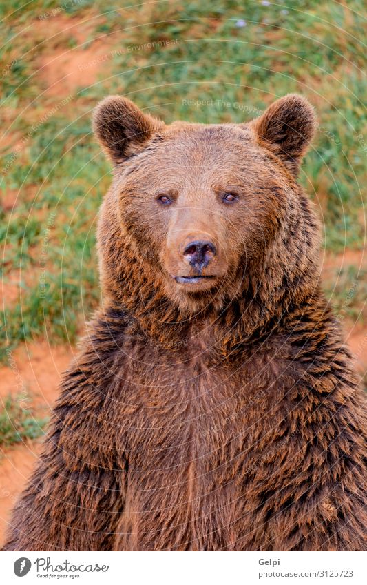 Portrait of a brown spanish bear Man Adults Mouth Nature Animal Park Forest Fur coat Teddy bear Aggression Large Strong Wild Brown Black Power Appetite