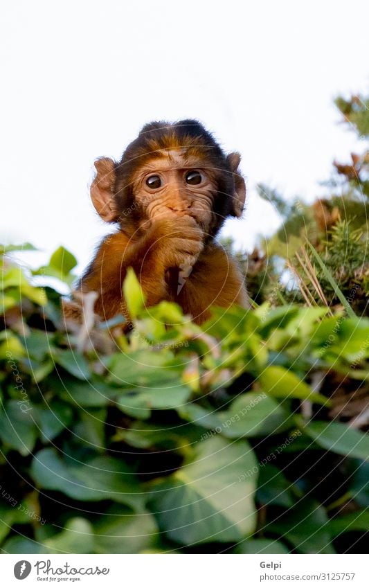 Funny small monkey behinde many leaves - a Royalty Free Stock Photo from  Photocase