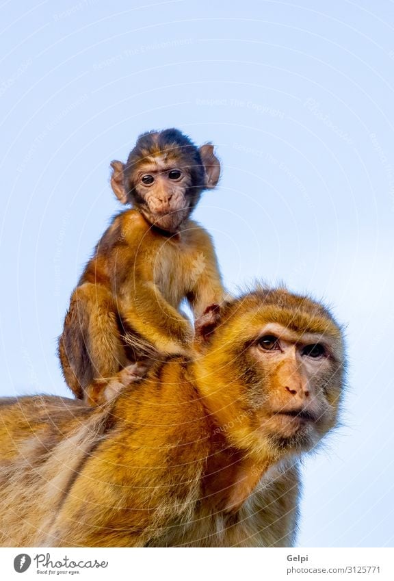 Mom monkey with her son - a Royalty Free Stock Photo from Photocase