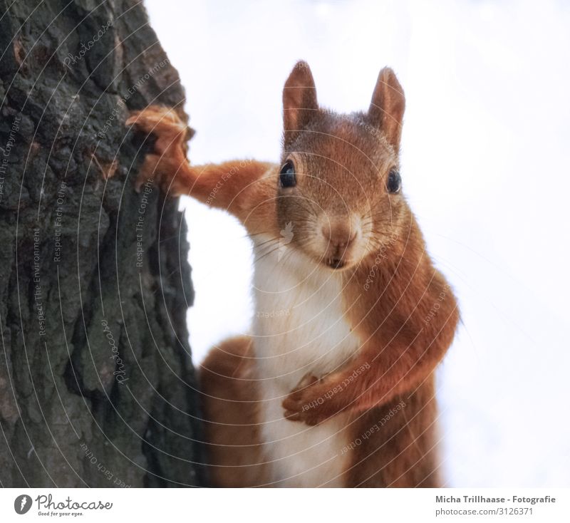 Curious squirrel on a tree Nature Animal Sunlight Tree Tree trunk Forest Wild animal Animal face Pelt Claw Paw Squirrel Head Eyes Ear Nose Muzzle Rodent 1