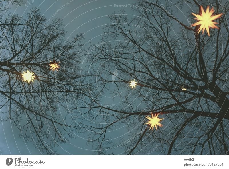Constellation Tree Night sky Winter Twigs and branches Stars lordnhut stars Decoration Christmas star Wood Plastic Sign Hang Illuminate Dark Bright Above