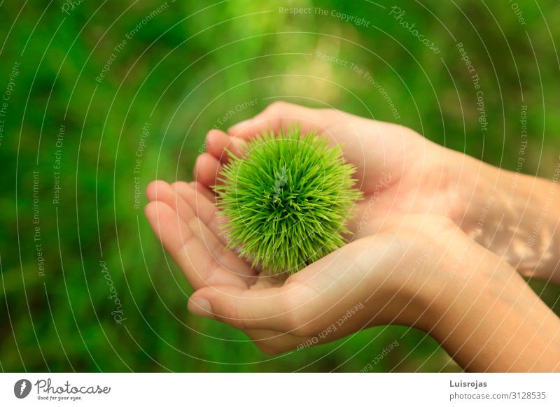 child's hands with green hedgehog in the field chessnut Healthy Leisure and hobbies Adventure Environment Nature Plant Exotic Forest Green Colour photo