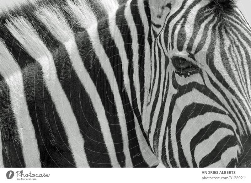 Zebra Stripes - Iconic Art in Nature Vacation & Travel Tourism Trip Adventure Sightseeing Safari Environment Animal Wild animal zebra background 1 Authentic