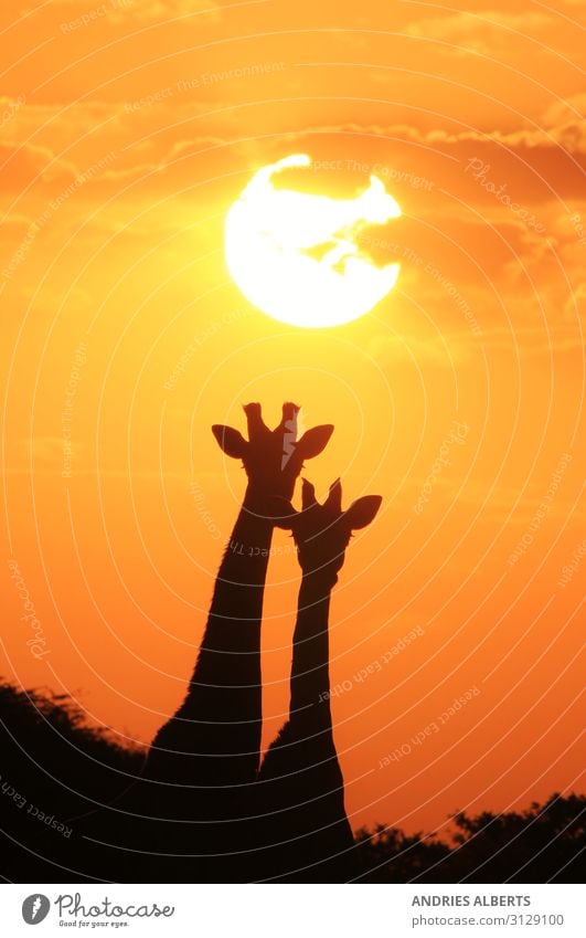 Giraffe Silhouette - Under a Magical Sun Vacation & Travel Tourism Trip Adventure Freedom Sightseeing Safari Expedition Summer Summer vacation Environment