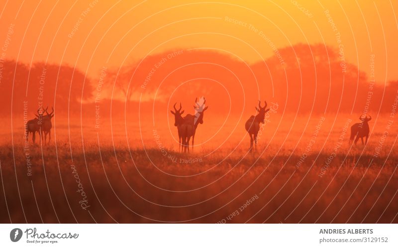 Hartebeest - Silhouette of a Red Sunset Vacation & Travel Tourism Trip Adventure Freedom Sightseeing Safari Expedition Environment Nature Landscape Animal