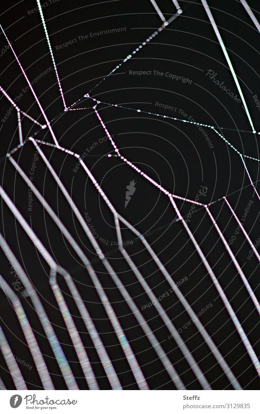 Asymmetry of the spider web Spider's web asymmetric lines Net Network Holes in the net holes Diagonal Dark Interlaced Symmetry Threat Trap Vertical Parallel