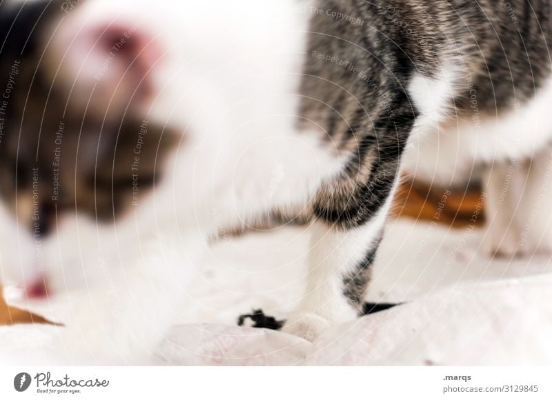 blurred food. Animal Pet Cat 1 Eating Feeding To enjoy Bright Near Appetite Healthy Colour photo Interior shot Close-up Deserted