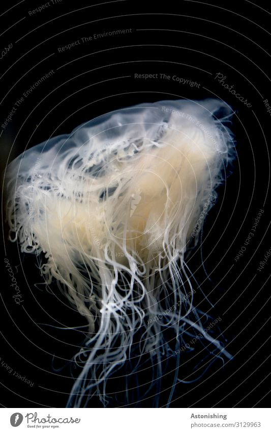 jellyfish Nature Animal Water Jellyfish Zoo Aquarium 1 Swimming & Bathing Esthetic Exotic Bright Slimy Black White String Movement Transparent Poison
