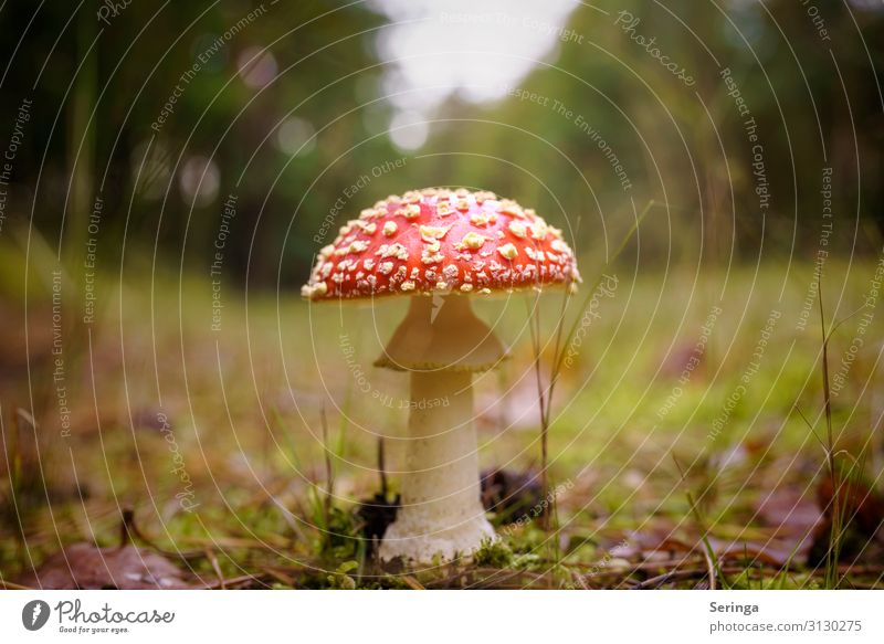 Fly agaric on the forest path Environment Nature Landscape Plant Animal Sunlight Autumn Tree Grass Park Meadow Forest Growth Mushroom poisonous mushroom