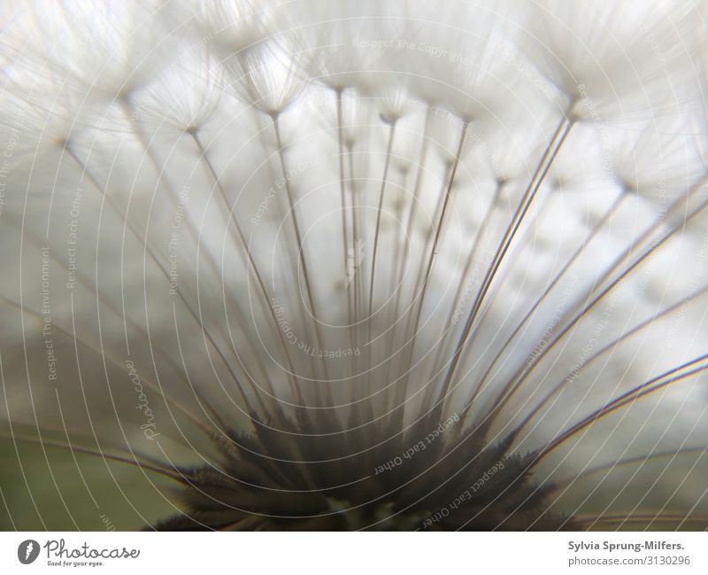 as light as a feather Nature Plant Blossom Wild plant Blossoming Esthetic Exceptional Bright White Joy Happy Happiness Secrecy Together Attentive Watchfulness