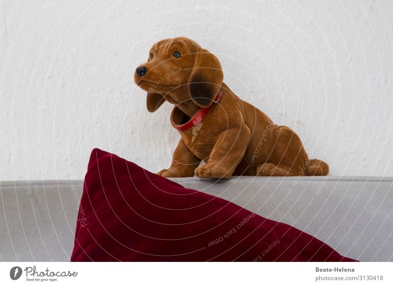 Looking for a lift ... Joy Flat (apartment) Watchfulness Pelt Dog collar Pet Dachshund Toys Cuddly toy Kitsch Odds and ends Observe Living or residing
