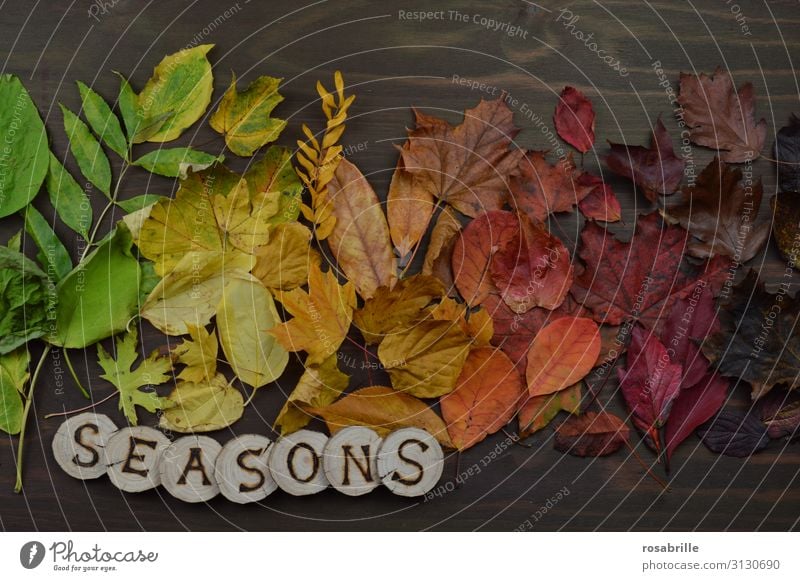 The changing seasons Thanksgiving Environment Nature Autumn Leaf To fall Illuminate Brown Yellow Green Orange Red Variable Transience Change Exchange