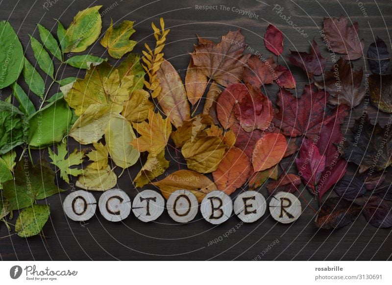 Calendar page October in english Environment Nature Autumn Leaf Wood To fall Illuminate Brown Yellow Green Orange Red Hope Death Variable Transience Change