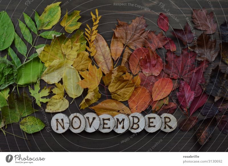 Calendar page November Environment Nature Autumn Leaf Wood To fall Illuminate Brown Yellow Green Orange Red Death Loneliness Variable Transience Change Exchange