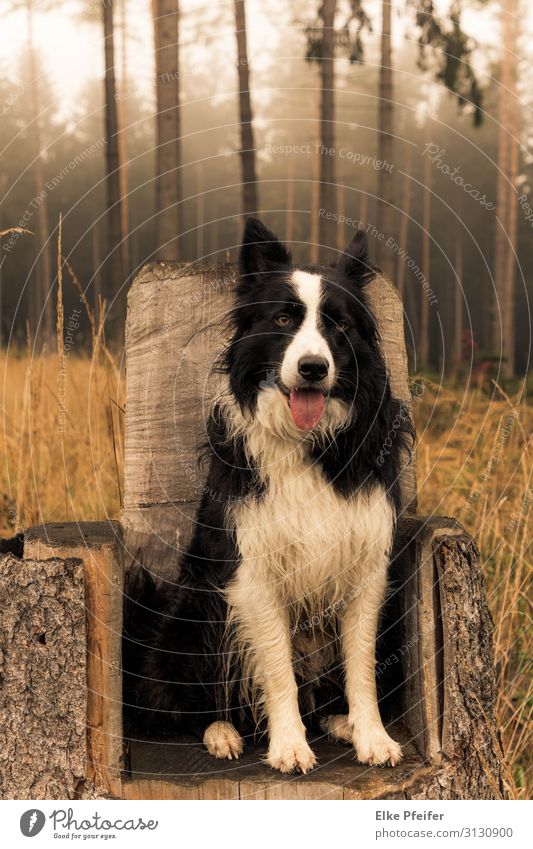 Bordercollie Animal Pet Dog 1 Friendliness Natural Moody Adventure Freedom Nature Colour photo Exterior shot Deserted Day