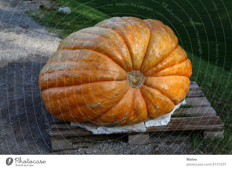 Enormous orange pumpkin at the farm market Agriculture Autumn Beautiful Cooking Harvest Healthy Eating Dish Farm Nature Orange Plant Vegetable Yellow Record