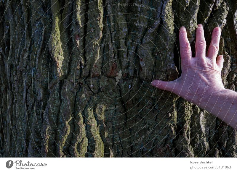 fingertip sensitivity - contact Hand Plant Tree Tree bark Oak tree oak bark Touch Brown Protection forest bath Contact Old Rough Freckles Colour photo